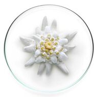 faces expert aqua gel spf 54