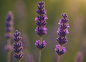 Lavender